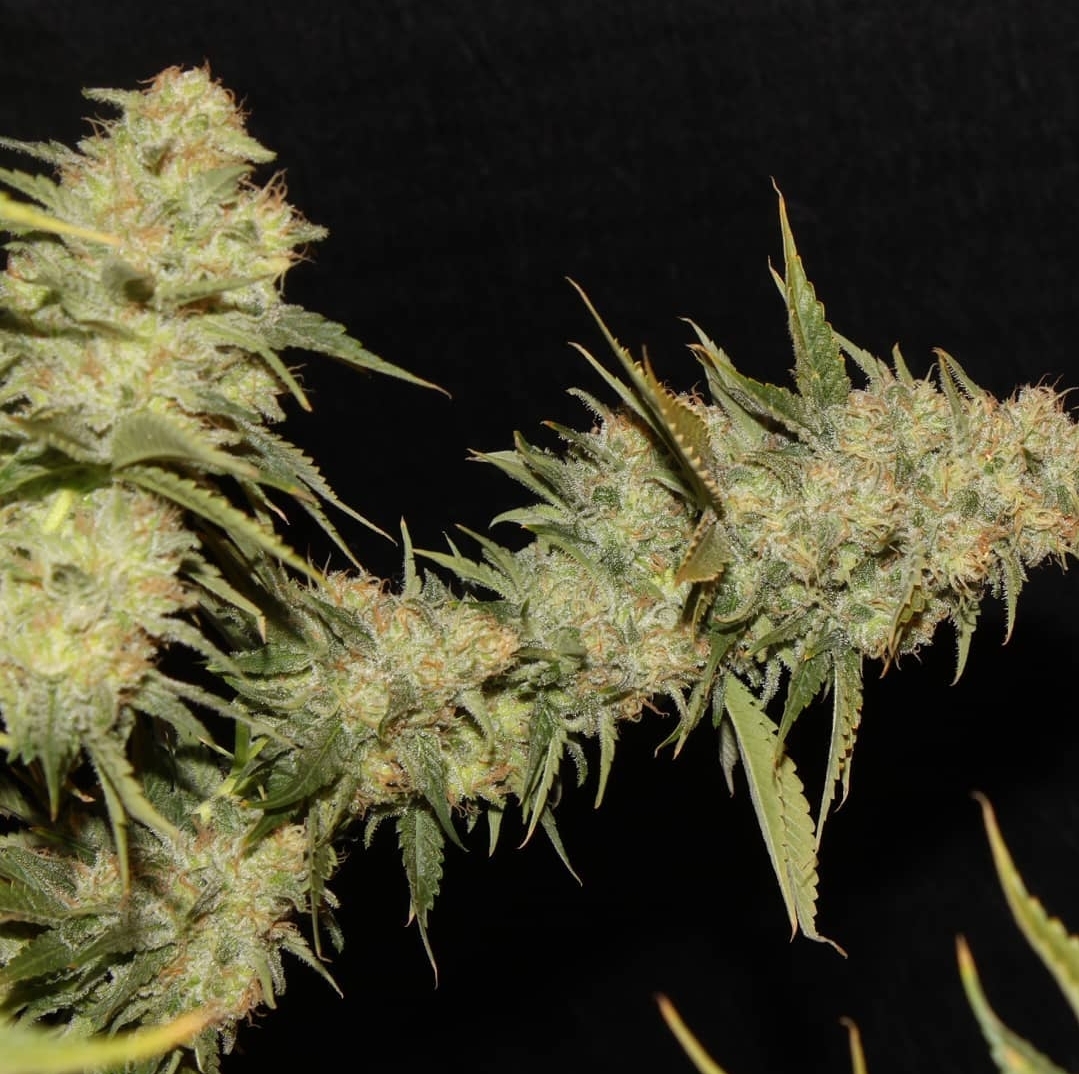 Black Domina x Early Skunk